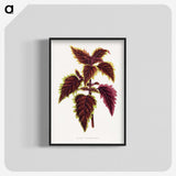 1-46_Plants-with-Colored-Foliage_blk-crop