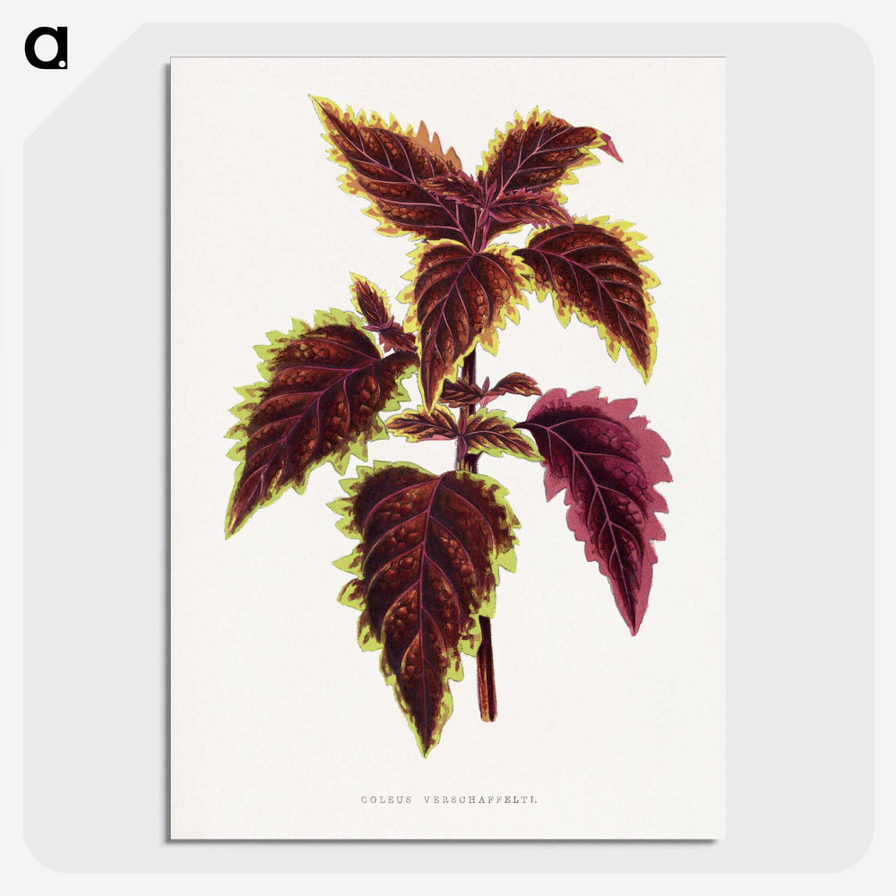 1-46_Plants-with-Colored-Foliage_picture-crop