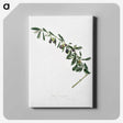 1-46_Pomona-Italiana_canvas