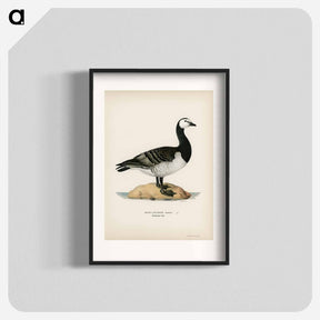 アートポスター-Barnacle Goose
 - スヴェンスカ フォグラル Poster.