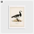 アートポストカード-Barnacle Goose
 - スヴェンスカ フォグラル Postcard.