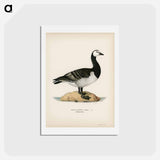 アートポストカード-Barnacle Goose
 - スヴェンスカ フォグラル Postcard.