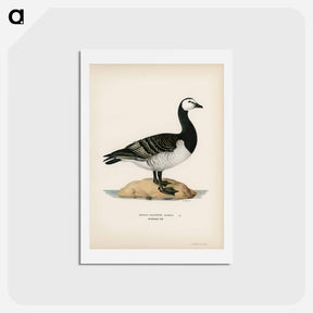 アートポストカード-Barnacle Goose
 - スヴェンスカ フォグラル Postcard.