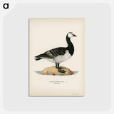 アートポストカード-Barnacle Goose
 - スヴェンスカ フォグラル Postcard.