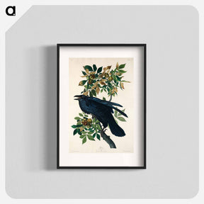 アートポスター-Raven from Birds of America
 - アメリカの鳥たち Poster.