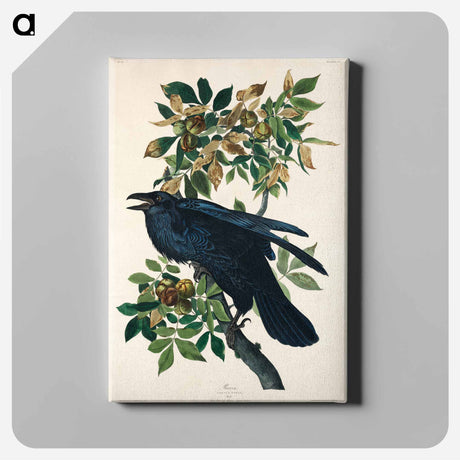 アートパネル-Raven from Birds of America
 - アメリカの鳥たち Canvas.