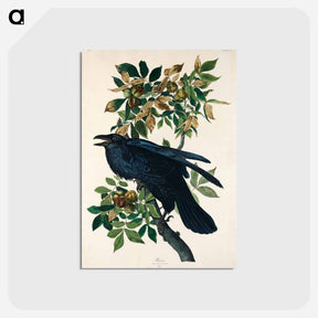 アートポストカード-Raven from Birds of America
 - アメリカの鳥たち Postcard.