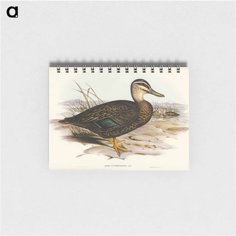 アートメモ帳-Australian Wild Duck
 - オーストラリアの鳥 Memo.