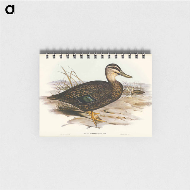 アートメモ帳-Australian Wild Duck
 - オーストラリアの鳥 Memo.