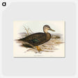 アートポストカード-Australian Wild Duck
 - オーストラリアの鳥 Postcard.