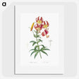 1-46_The-Lilies_picture