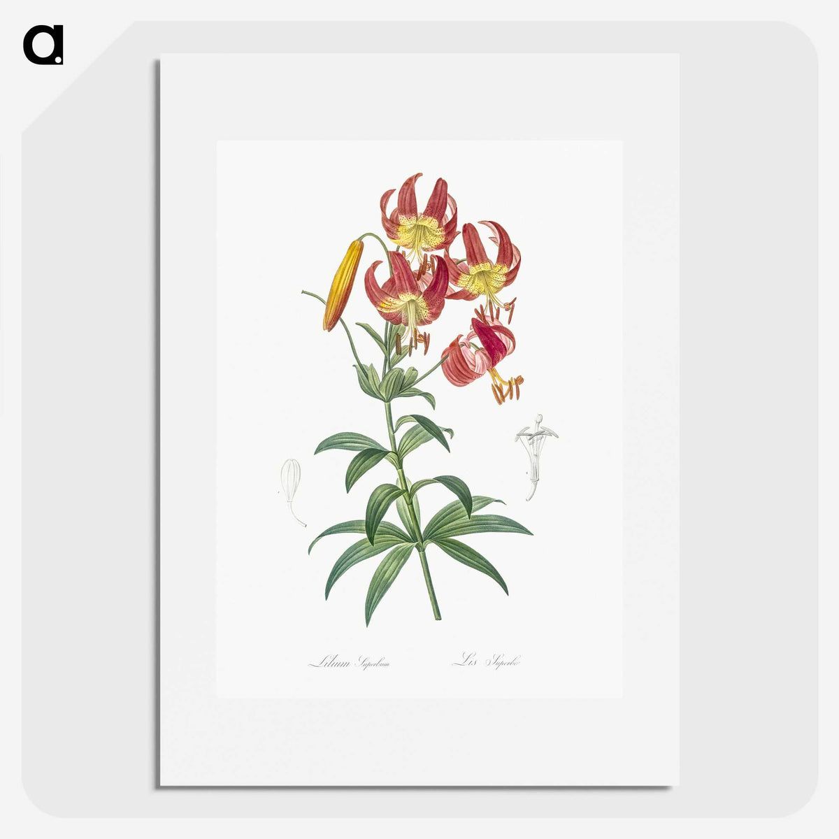 1-46_The-Lilies_picture