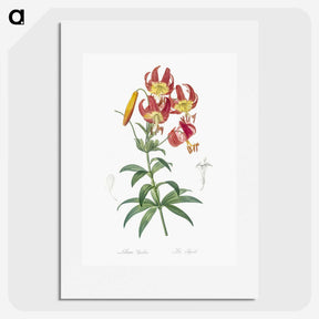 1-46_The-Lilies_picture