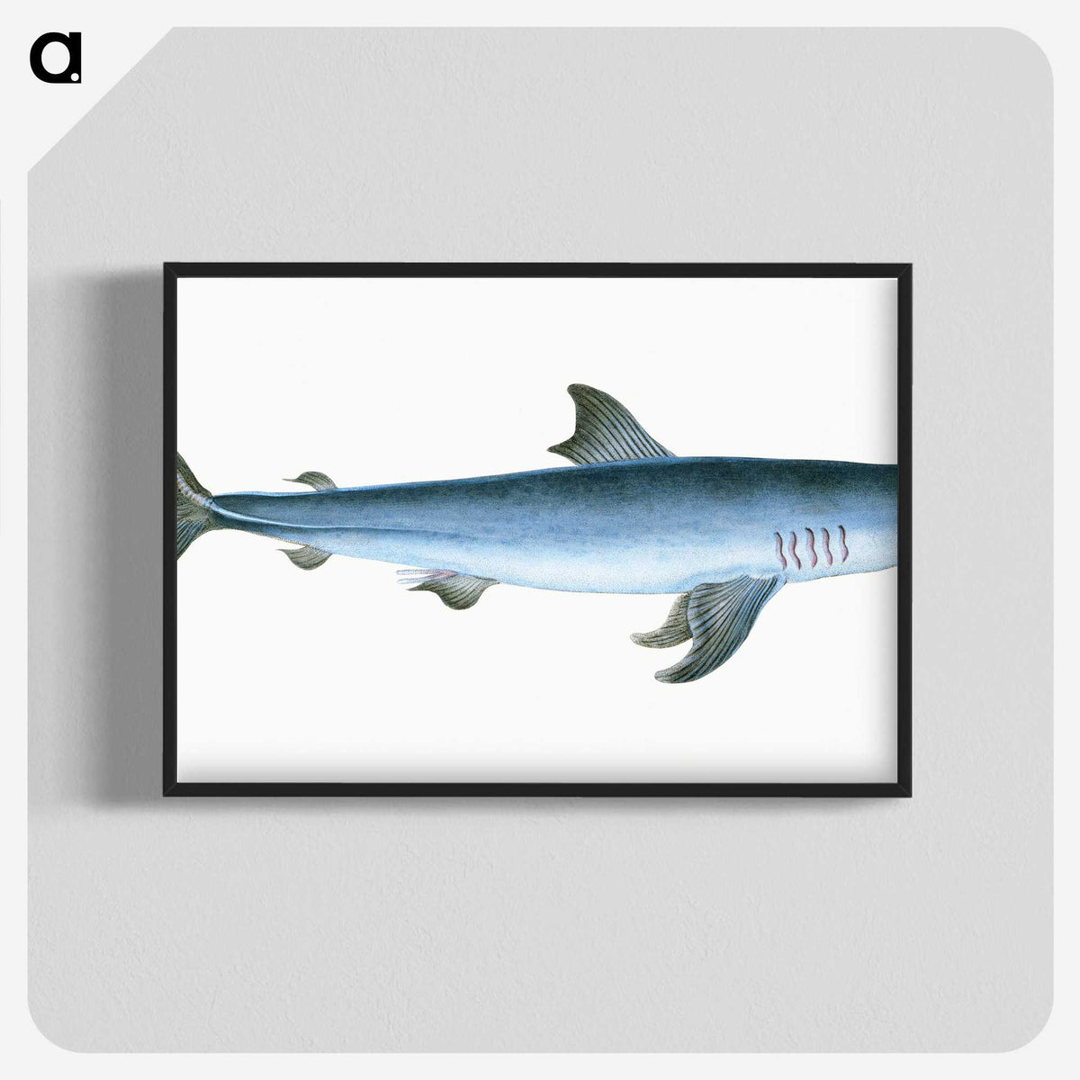 1-46_The-Natural-History-of-British-Fishes_blk-crop