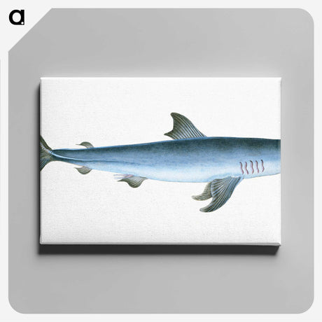 1-46_The-Natural-History-of-British-Fishes_canvas