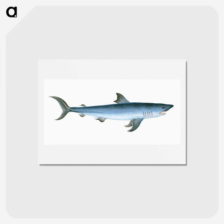 1-46_The-Natural-History-of-British-Fishes_hagaki