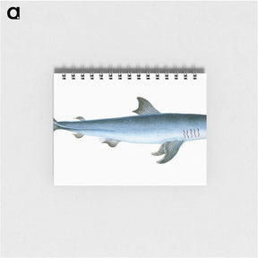 1-46_The-Natural-History-of-British-Fishes_memo