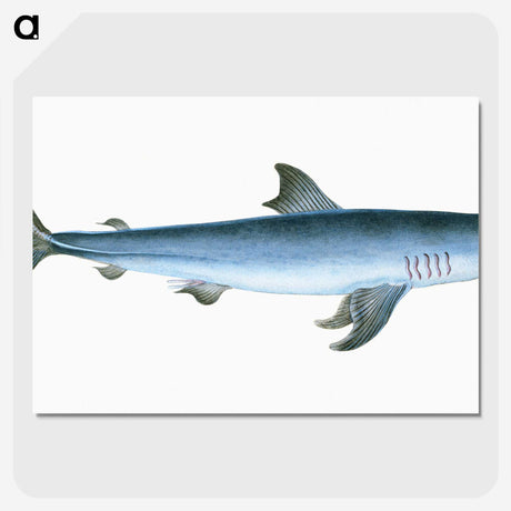 1-46_The-Natural-History-of-British-Fishes_picture-crop