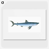 1-46_The-Natural-History-of-British-Fishes_picture