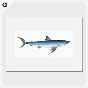 1-46_The-Natural-History-of-British-Fishes_picture