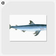 1-46_The-Natural-History-of-British-Fishes_postcard