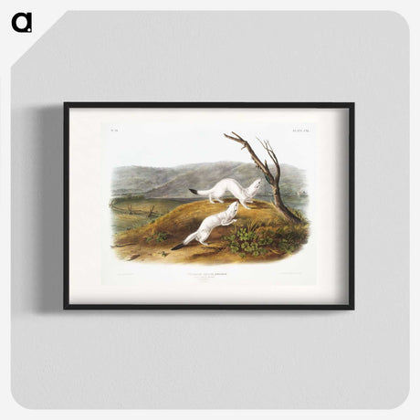 1-46_The-Viviparous-Quadrupeds_blk