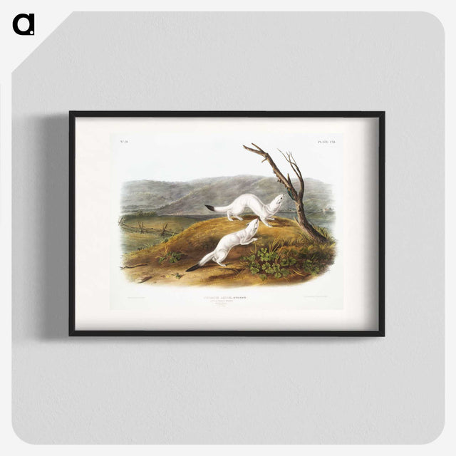 1-46_The-Viviparous-Quadrupeds_blk