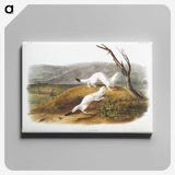 1-46_The-Viviparous-Quadrupeds_canvas