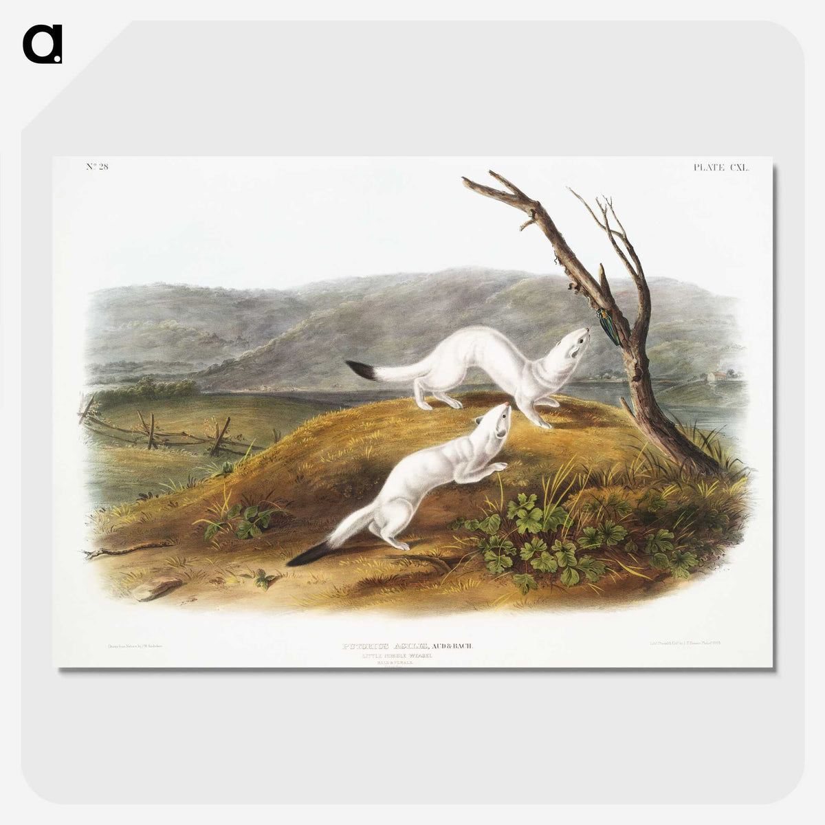 1-46_The-Viviparous-Quadrupeds_picture-crop