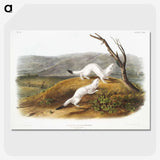 1-46_The-Viviparous-Quadrupeds_picture-crop