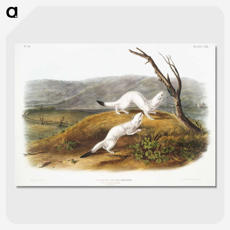 1-46_The-Viviparous-Quadrupeds_picture-crop