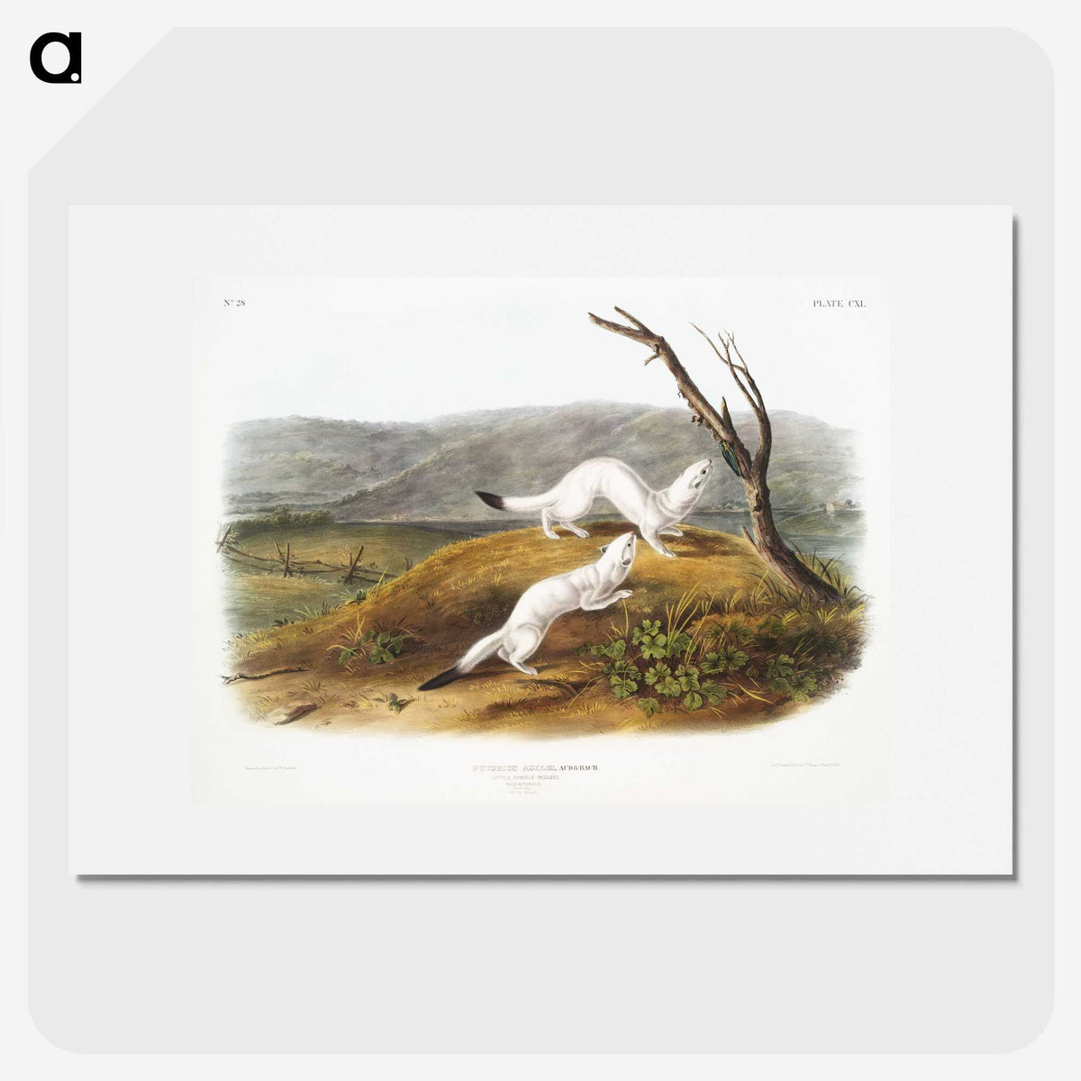 1-46_The-Viviparous-Quadrupeds_picture