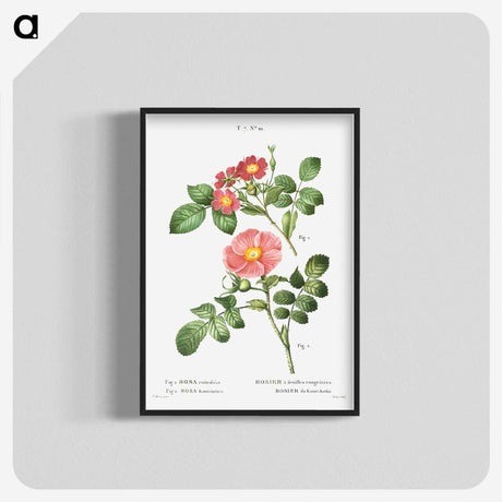 1-46_Treatise-on-Trees-and-Shrubs_blk-crop