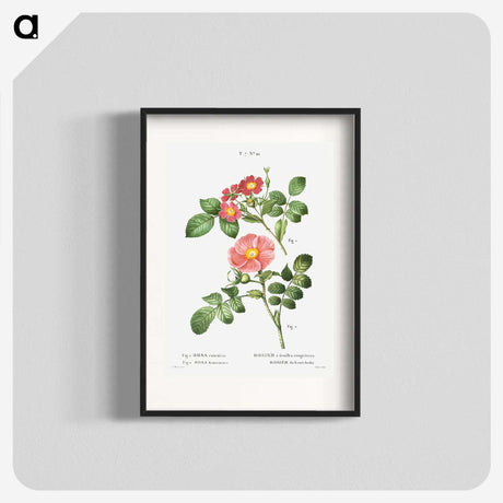 1-46_Treatise-on-Trees-and-Shrubs_blk