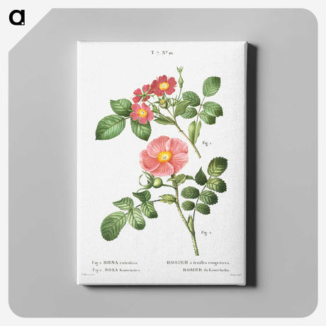 1-46_Treatise-on-Trees-and-Shrubs_canvas