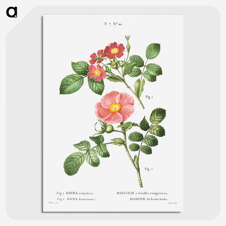 1-46_Treatise-on-Trees-and-Shrubs_picture-crop