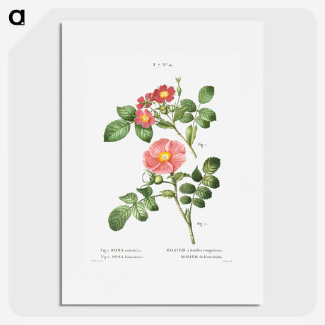 1-46_Treatise-on-Trees-and-Shrubs_picture