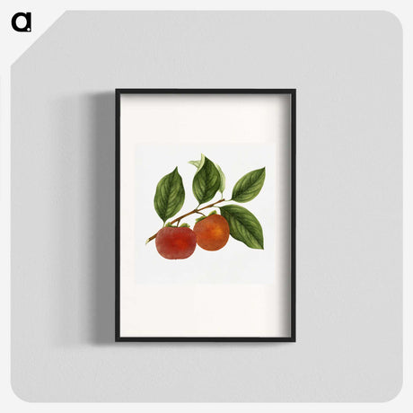 1-46_USDA-Watercolor-Fruit-Painting-Collection_blk