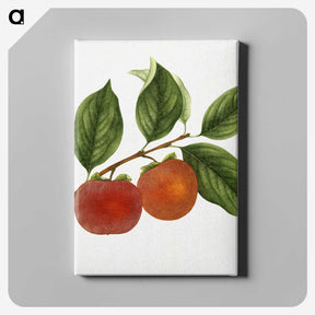1-46_USDA-Watercolor-Fruit-Painting-Collection_canvas