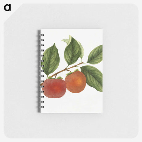 1-46_USDA-Watercolor-Fruit-Painting-Collection_memo