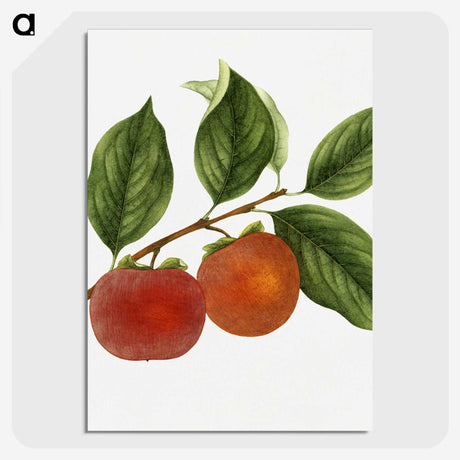 1-46_USDA-Watercolor-Fruit-Painting-Collection_picture-crop