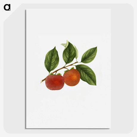 1-46_USDA-Watercolor-Fruit-Painting-Collection_picture