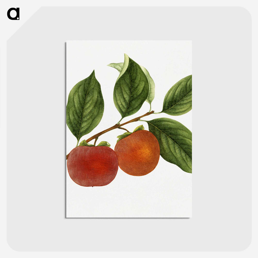 1-46_USDA-Watercolor-Fruit-Painting-Collection_postcard