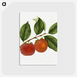 1-46_USDA-Watercolor-Fruit-Painting-Collection_postcard