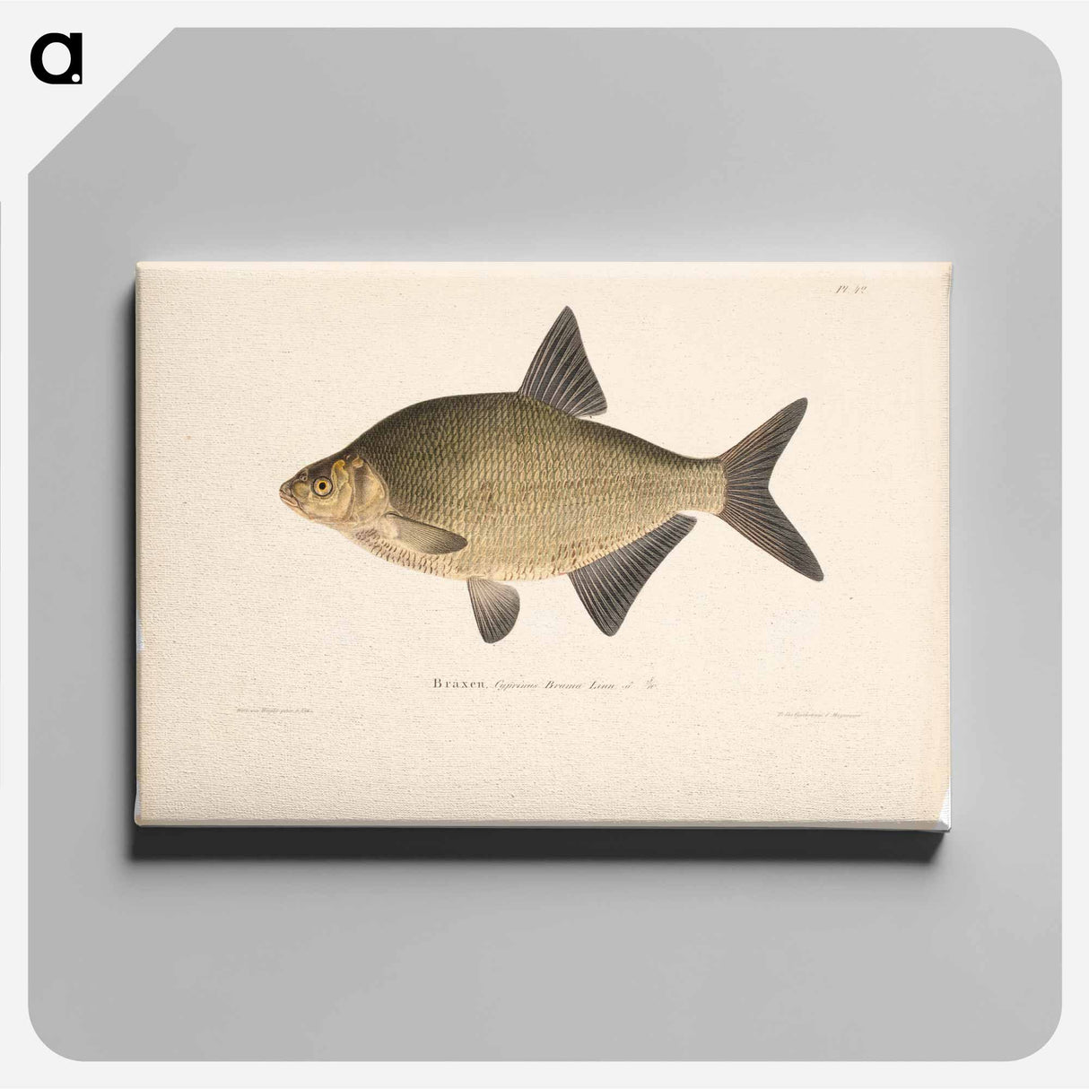 Male bream - ヴィルヘルム フォン ライト Canvas.