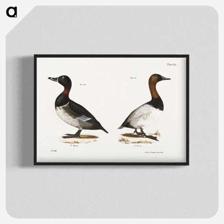 1-46_Zoology-of-New-York_blk-crop