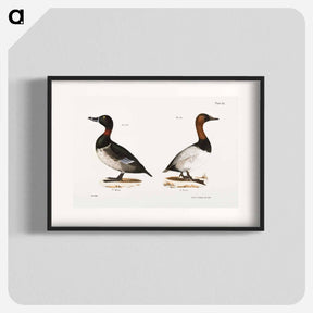 アートポスター-Bastard Broadbill - ニューヨークの動物学 Poster.
