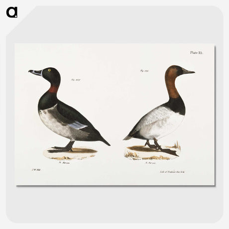 1-46_Zoology-of-New-York_picture-crop