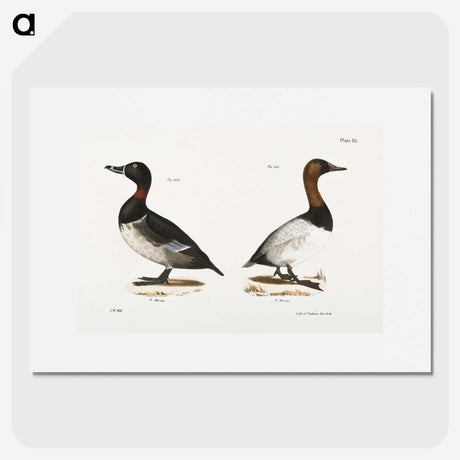 1-46_Zoology-of-New-York_picture