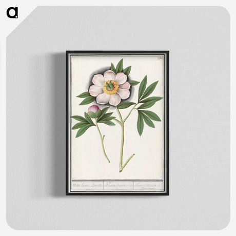 1-47_Anselmus-Boetius-de-Boodt_blk-crop